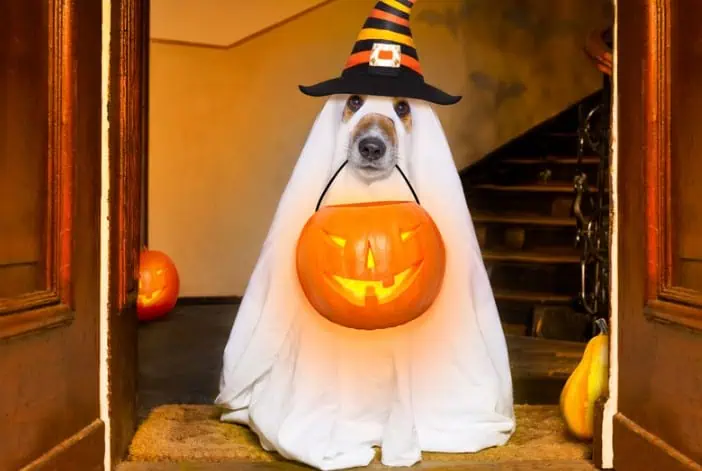 Staggering Tricks for Actually Treating Success on Halloween