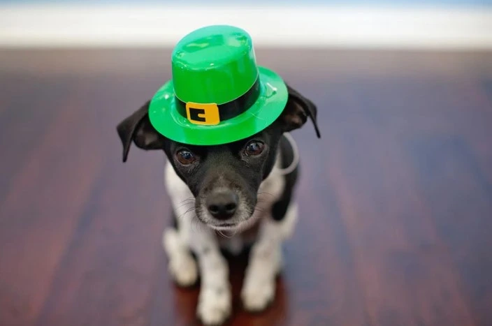st patricks day green conveyor