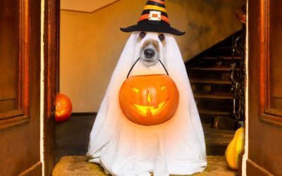 Staggering Tricks for Actually Treating Success on Halloween