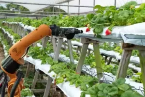 vertical farming with robotics