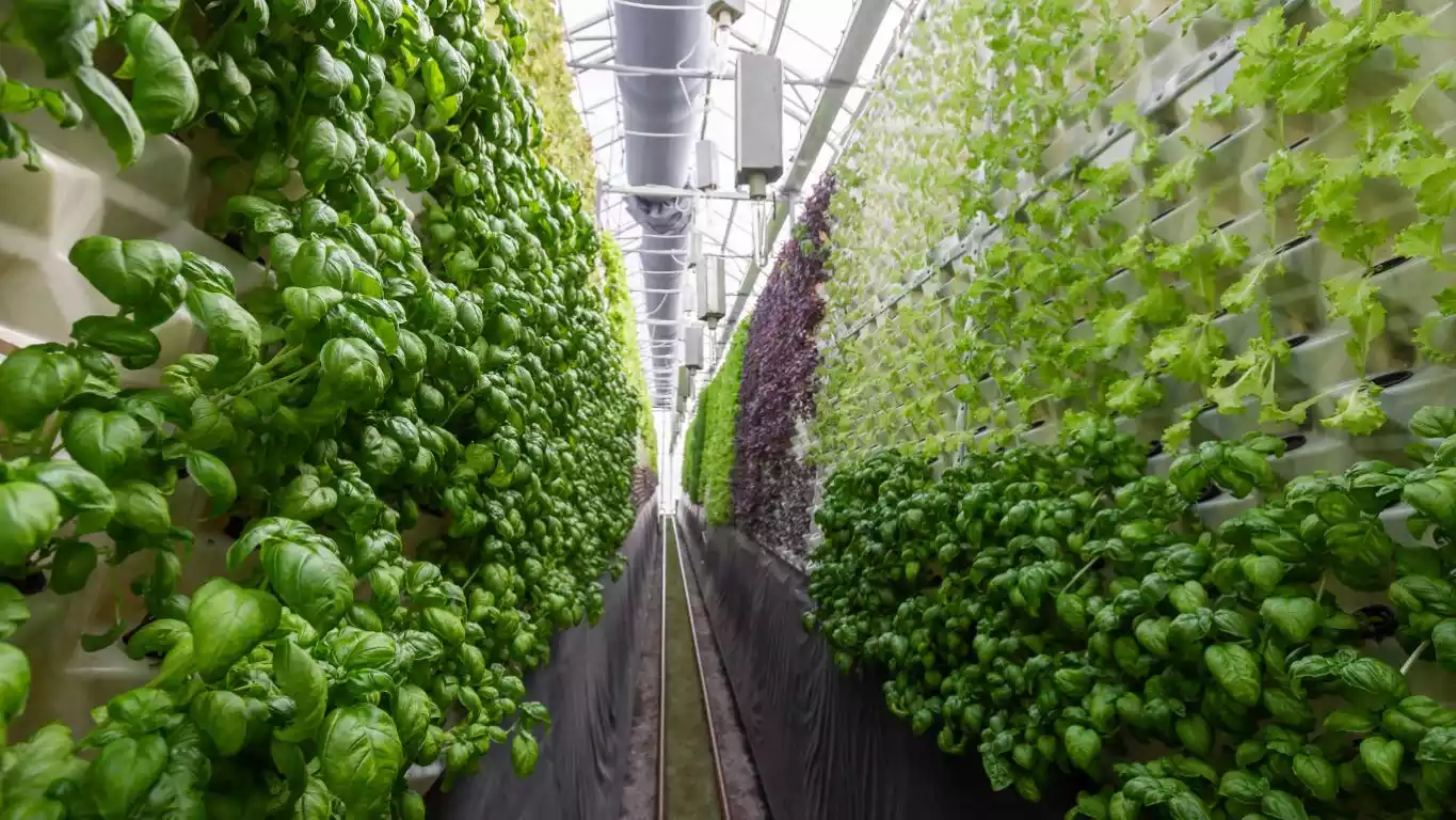 golf største igennem Vertical Farming and Robotics- Russell Conveyor & Equipment